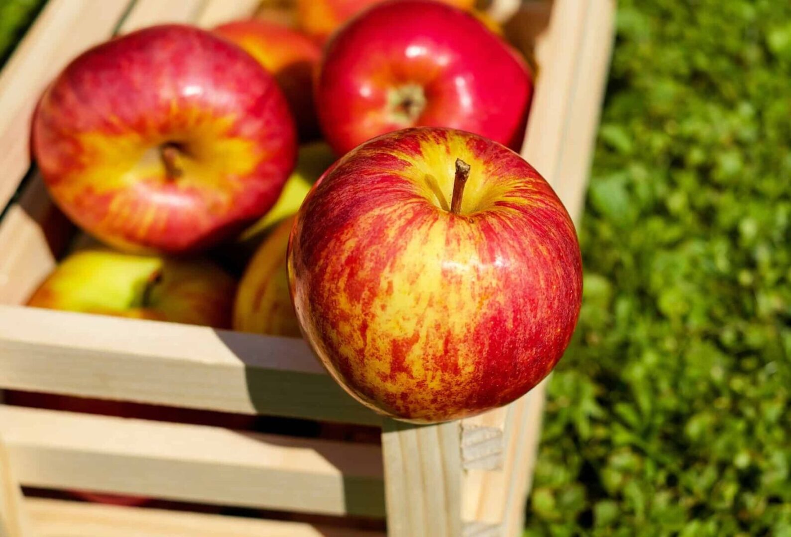 red delicious apples