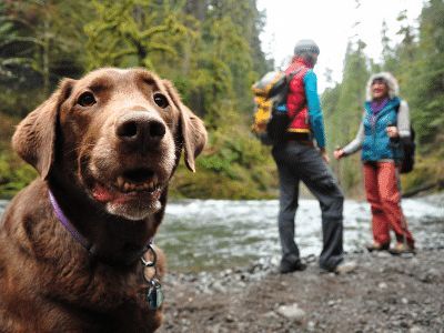 dog on a hike