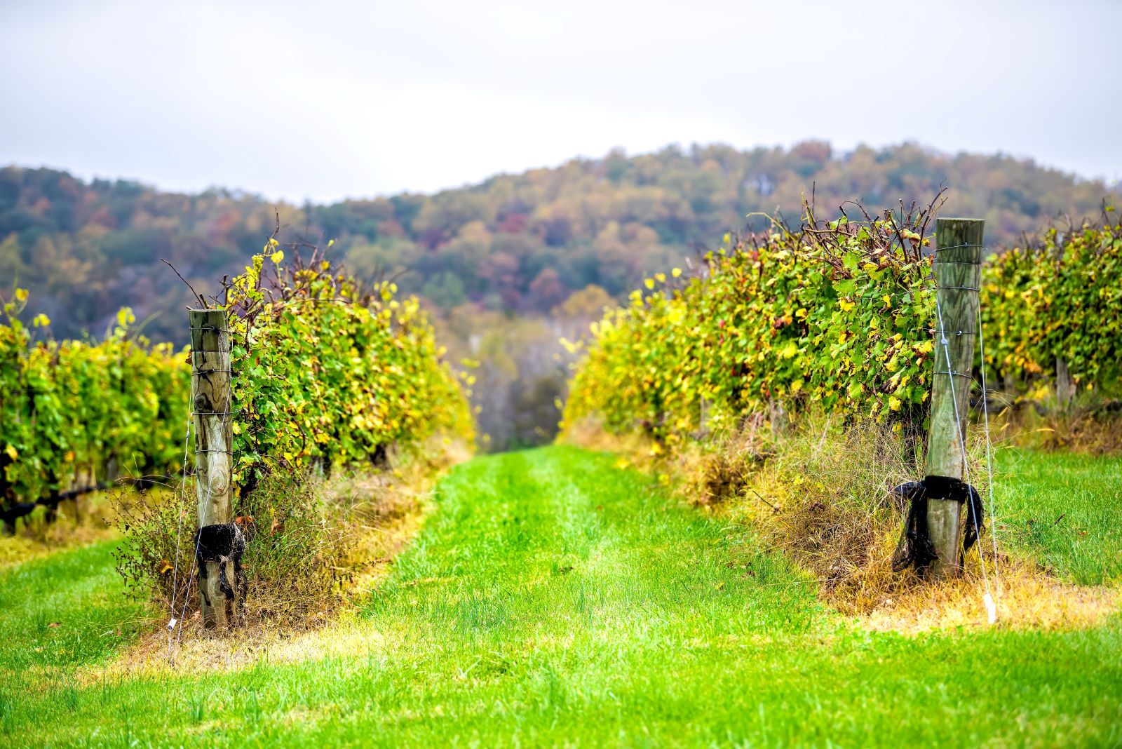 Blue Ridge winery in the Appalachian region of the U.S. 